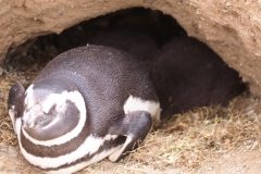 Isla Magdelena Megellan Peguin Colony, Punta Arenas