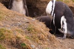Isla Magdelena Megellan Peguin Colony, Punta Arenas