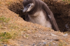 Isla Magdelena Megellan Peguin Colony, Punta Arenas
