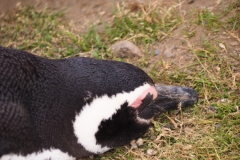Isla Magdelena Megellan Peguin Colony, Punta Arenas