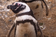 Isla Magdelena Megellan Peguin Colony, Punta Arenas