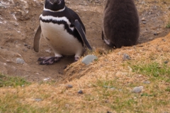 Isla Magdelena Megellan Peguin Colony, Punta Arenas