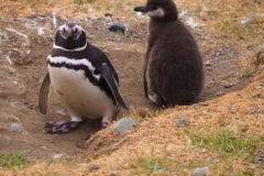 Isla Magdelena Megellan Peguin Colony, Punta Arenas
