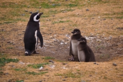 Isla Magdelena Megellan Peguin Colony, Punta Arenas