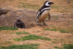 Isla Magdelena Megellan Peguin Colony, Punta Arenas