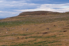 Isla Magdelena Megellan Peguin Colony, Punta Arenas
