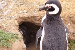 Isla Magdelena Megellan Peguin Colony, Punta Arenas