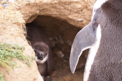 Isla Magdelena Megellan Peguin Colony, Punta Arenas