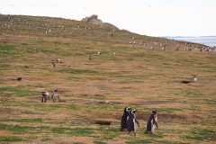 Isla Magdelena Megellan Peguin Colony, Punta Arenas