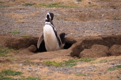Isla Magdelena Megellan Peguin Colony, Punta Arenas