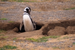 Isla Magdelena Megellan Peguin Colony, Punta Arenas