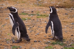 Isla Magdelena Megellan Peguin Colony, Punta Arenas