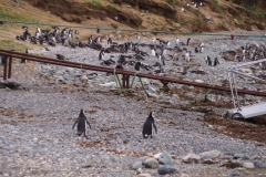 Isla Magdelena Megellan Peguin Colony, Punta Arenas