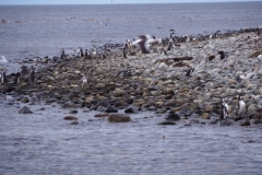 Isla Magdelena Megellan Peguin Colony, Punta Arenas