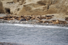 Isla Magdelena Megellan Peguin Colony, Punta Arenas