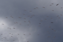 Isla Magdelena Megellan Peguin Colony, Punta Arenas