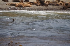 Isla Magdelena Megellan Peguin Colony, Punta Arenas