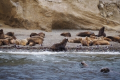 Isla Magdelena Megellan Peguin Colony, Punta Arenas