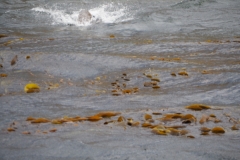 Isla Magdelena Megellan Peguin Colony, Punta Arenas