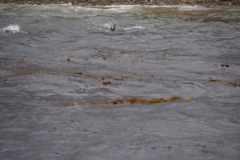 Isla Magdelena Megellan Peguin Colony, Punta Arenas