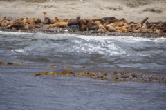 Isla Magdelena Megellan Peguin Colony, Punta Arenas