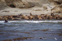 Isla Magdelena Megellan Peguin Colony, Punta Arenas