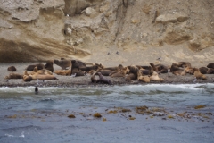 Isla Magdelena Megellan Peguin Colony, Punta Arenas