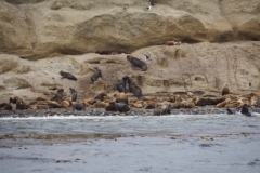 Isla Magdelena Megellan Peguin Colony, Punta Arenas