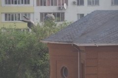 VI Lenin in Semiplatinsk