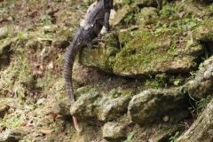 Xunantunich - Belize