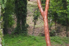 Yaxchilán - Chiapas