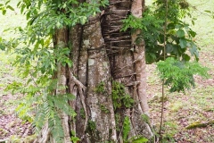 Yaxchilán - Chiapas