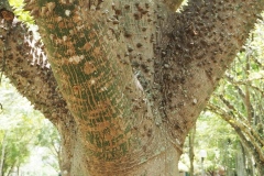 Yaxchilán - Chiapas