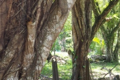Yaxchilán - Chiapas