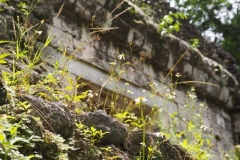 Yaxja - Guatemala